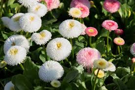 Image result for Bellis