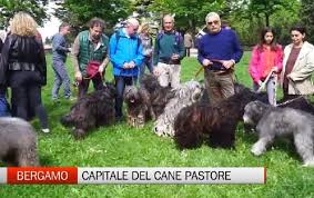 We did not find results for: Cane Da Pastore Bergamasco Conquista Il Mondo Con La Sua Simpatia Video Bergamo