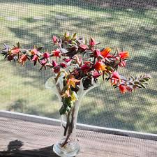 Image result for Ceropegia monteiroae