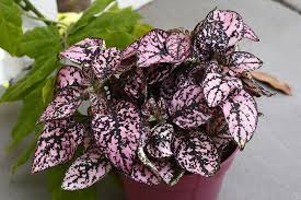 Pin By John Wilken On House Plants Pink Leaf Plant Pink Plant House Plants