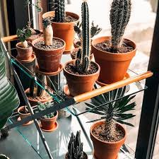 Even those cacti without visible photosynthetic leaves do usually have very small leaves, less than 0.5 mm (0.02 in) long in about half of the species studied and to carry out photosynthesis, cactus stems have undergone many adaptations. When You Can T Figure Out Who Needs A Drink More You Or Your Plant Image Plantenstudio Regram Via Bsv70rkhe0a Plant Images Plants Plant Life