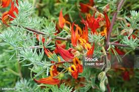 Image result for Lotus berthelotii