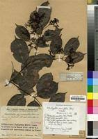 Image result for Hippocratea parvifolia