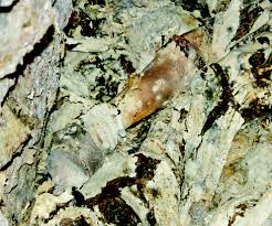 Huda Jama, rudnik Barbara rov, grobišče ...