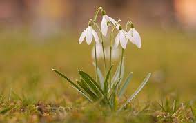 Snowdrop Flower Meaning Best Flower Wallpaper