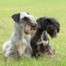 Image result for ČESKÝ TERIÉR