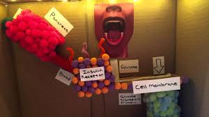 Glucose And Insulin Project For Biomed Alisha Kleinhammes And Flynn Reed Youtube