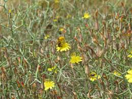 Image result for Launaea rarifolia
