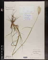 Image result for Chloris pilosa