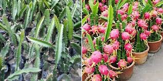 I recently wrote about this plant and the dragon fruit that adorns its flattened tripartite stems. Growing Dragon Fruit From Cuttings And Seed Gardening Tips