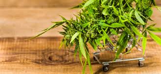 8 SEO Tips for Marijuana Delivery Businesses to Rank #1 | Marijuana SEO™