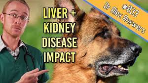 Liver And Kidney Disease In Dogs Early Treatment Really Helps Dog Health Vet Advice Youtube