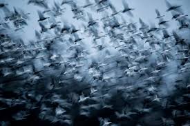 The Reason I Use A Full-frame Camera For Wildlife Photography