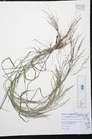 Image result for Eragrostis gangetica