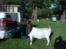 According to the wiki, the robot goat is a . North Star Boer Goats