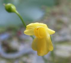 Image result for Utricularia gibba