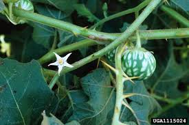 Image result for Solanum viarum