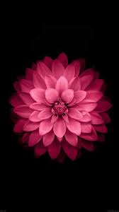 Https All Images Net Iphone Wallpaper Hd 154 Iphone Wallpaper Hd 154 Check More At Htt Flower Iphone Wallpaper Blue Flower Wallpaper Flower Phone Wallpaper
