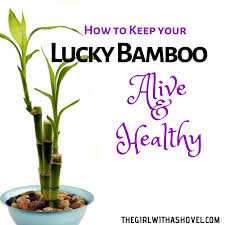 Maybe you would like to learn more about one of these? How To Keep Your Lucky Bamboo Alive The Girl With A Shovel