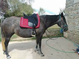 I bought the wintec isabell dressage saddle online off a website for $1800 can. 1ere Selle Dressage Une Wintec Isabell Werth 1 Forum Cheval