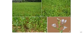 Image result for Cleome monophylla