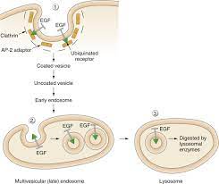 Describe the structure and function of ribosomes. Organelle Structure And Function Sciencedirect