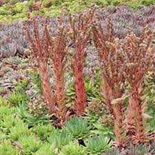 We did not find results for: Sempervivum Blooms A Visual Guide Mountain Crest Gardens