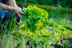 Image result for may vegetables