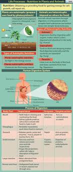 Plants get nutrients from air, water and soil. Nutrition In Plants Photosynthesis Autotrophic Nutrition Videos Examples