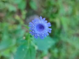 Image result for Crassocephalum rubens