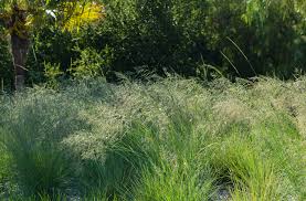 Image result for Eragrostis heteromera