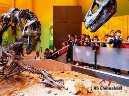 Turismo En Chihuahua Le Habla Sobre El Museo Del Desierto Chihuahuense 3 El Desierto Desiertos Y Increible