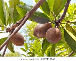 Image result for Manilkara