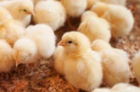 Young Yellow Baby Chicks On A Poultry Farm Stock Photo Picture And Royalty Free Image Image 79463820
