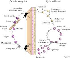 The clinical presentation and prognosis of the disease depend on the plasmodium species. Life Cycle Malaria Site