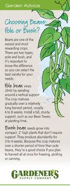 Vegtrug, sunlite, garden starter, miracle led, hydrofarm Growing Green Beans How To Grow Pole Beans Bush Beans