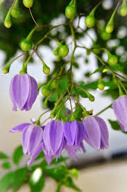 Image result for Solanum seaforthianum