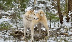 Image result for západosibiřská lajka