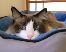 In some cases, cats suffering from bone cancer will appear tired or have anorexia. Nasal Osteosarcoma Patient Lives Purrfectly Ever After Cancer Flint Animal Cancer Center