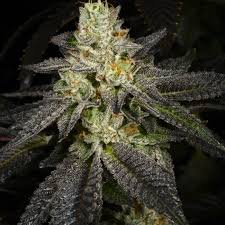 This is a cannabis seed bank that is based in the netherlands and has been in business since 1999. Tropical Fusion Feminized Cannabis Seeds By Archive Seedbank
