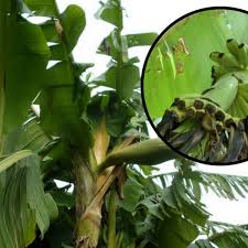 Ornamental and fruiting banana trees grow the best under warm conditions but have been reported to be shade tolerant. Tiny 99p Lidl Banana Plant Grows Into 15 Foot Fruit Bearing Monster In Chard Back Garden Somerset Live