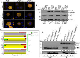 In most dividing animal cells, centriole formation is coupled to the chromosome cycle. 14 3 3g Prevents Centrosome Duplication By Inhibiting Npm1 Function Biorxiv