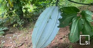 Image result for Telfairia occidentalis
