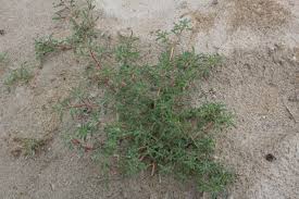 Image result for Trianthema salsoloides