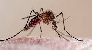 Public Health Officials Detect West Nile Virus In A Mosquito In Boston