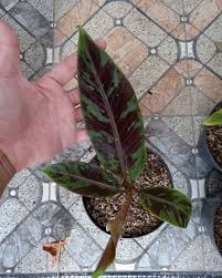 Check spelling or type a new query. Ready Pohon Pisang Army Blood Cempaka Merah Florist Facebook