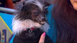 Browse the user profile and get inspired. Rescued Dog Wins 26th Annual World S Ugliest Dog Competition Video Abc News