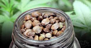 From www.researchgate.net it lasts from 1 to 4 weeks, and is the period of greatest vulnerability in the life cycle of the plant, requiring moderate humidity levels, medium to high light intensity, and adequate but not excessive soil moisture. Seed Storage 101 How To Store Cannabis Seeds Weedseedshop