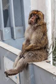 In unserem weiten vlog geht´s nach gibraltar. Gibraltar Affen Oder Berberaffe Sitzt Auf Dem Zaun Am Oberen Rand Der Felsen Uber Gibraltar Lizenzfreie Fotos Bilder Und Stock Fotografie Image 66276232