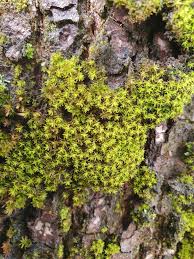 Image result for Olax obtusifolia